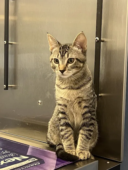 Sonoran Foothills Pet Clinic Picture 2