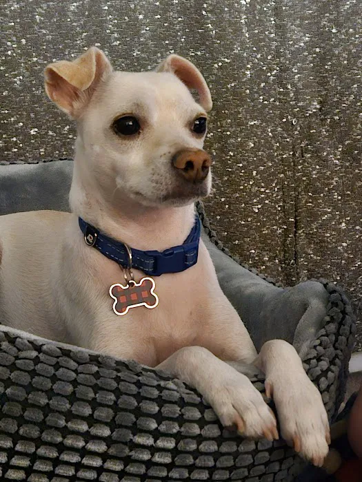 Sonoran Foothills Pet Clinic Picture 5