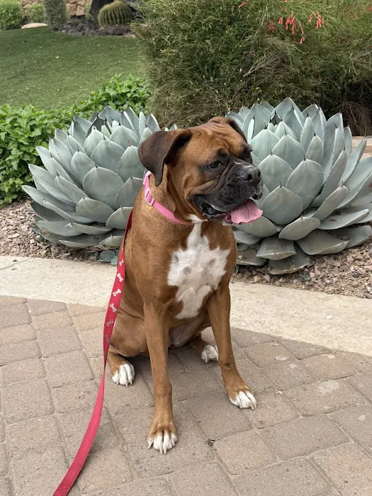 Sonoran Foothills Pet Clinic Picture 8