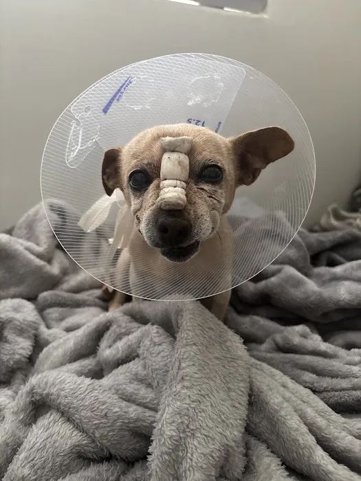 Carefree Dentistry and Oral Surgery for Animals Picture 4