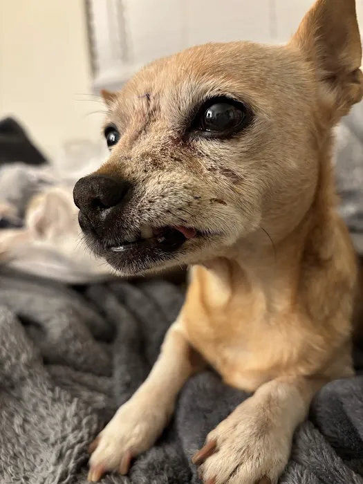 Carefree Dentistry and Oral Surgery for Animals Picture 3