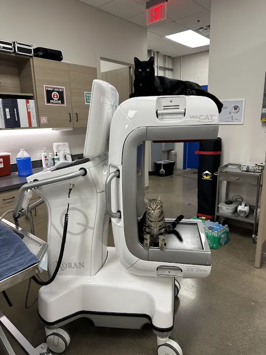 Carefree Dentistry and Oral Surgery for Animals Picture 9