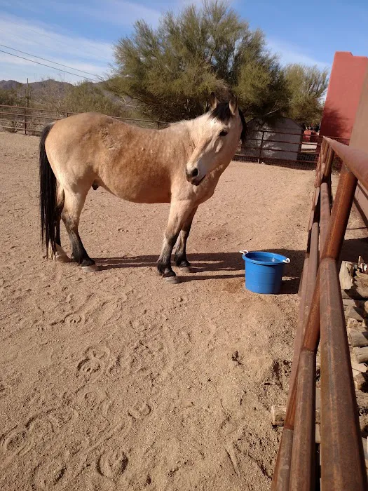 Copper Ridge Equine, LLC Picture 3