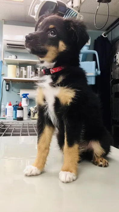 Animal Hospital of Largo Picture 8
