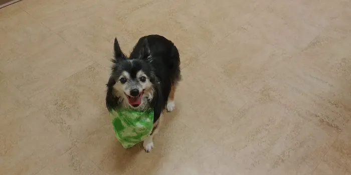 Dr. Kathy's Veterinary Care Picture 3