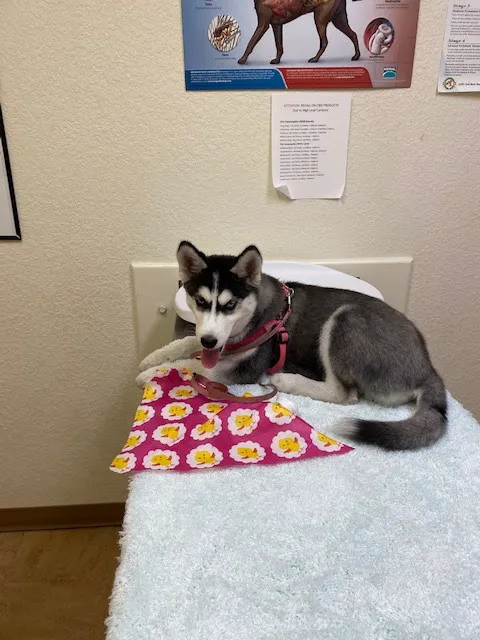 Dr. Kathy's Veterinary Care Picture 5