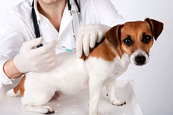 Dr. Kathy's Veterinary Care Picture 6