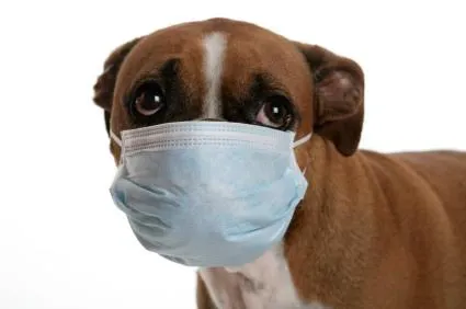 Dr. Kathy's Veterinary Care Picture 8