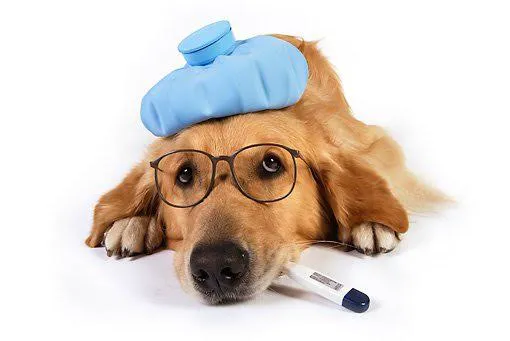 Dr. Kathy's Veterinary Care Picture 9