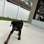 Hope and Love Veterinary Hospital