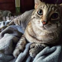 Banfield Pet Hospital ico