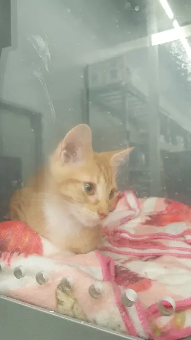 Banfield Pet Hospital Picture 8