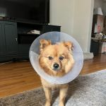 LivWell Pet Care