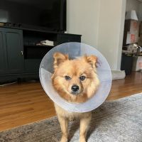 LivWell Pet Care ico