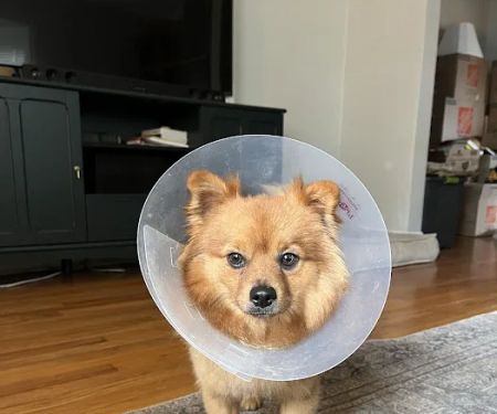 LivWell Pet Care