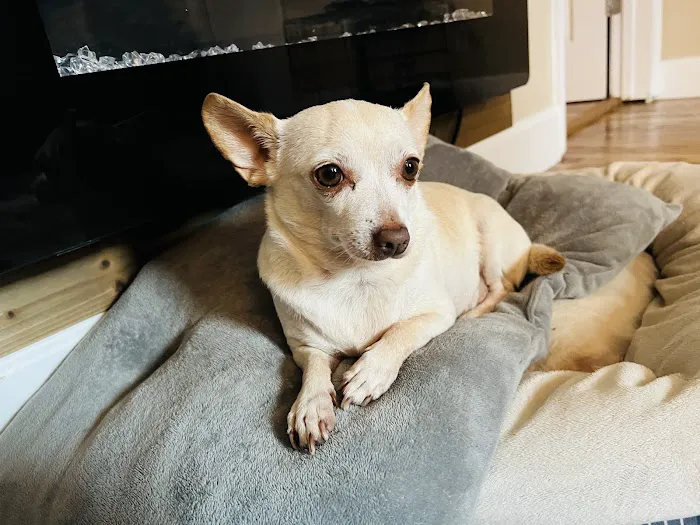 LivWell Pet Care Picture 2