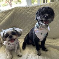 Animal Hospital-Treasure Island ico