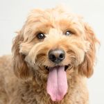 Hometown Veterinary Partners St Petersburg