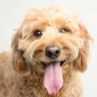 Hometown Veterinary Partners St Petersburg ico