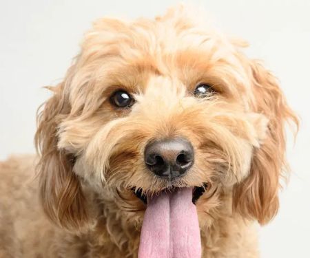 Hometown Veterinary Partners St Petersburg