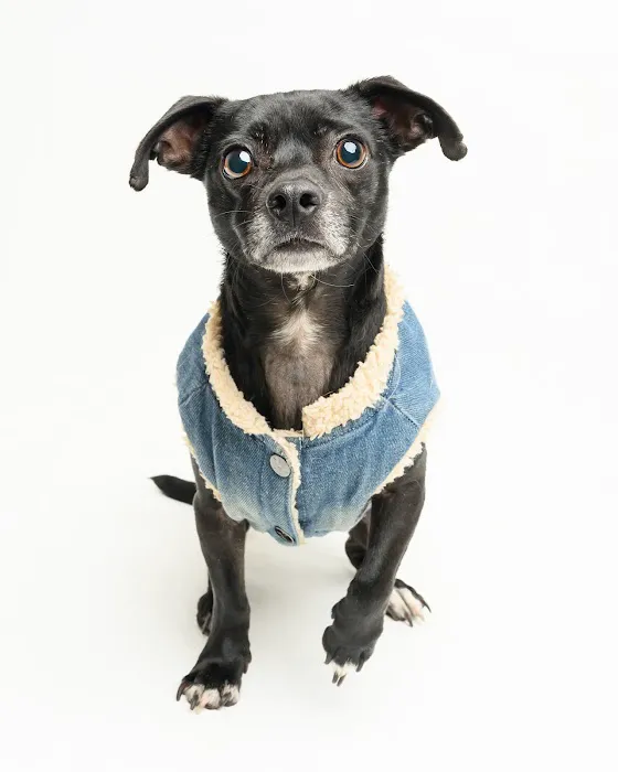 Hometown Veterinary Partners St Petersburg Picture 2