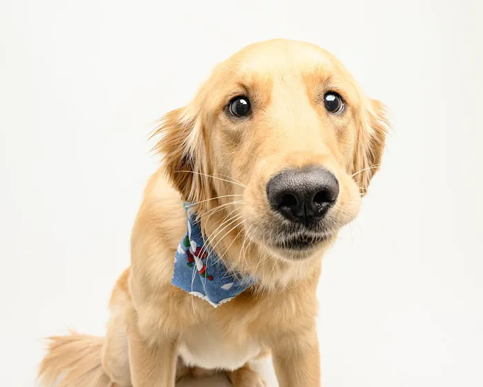 Hometown Veterinary Partners St Petersburg Picture 5