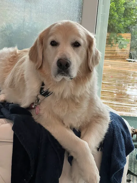 Healing Hands for Pets Picture 1
