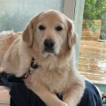 Healing Hands for Pets