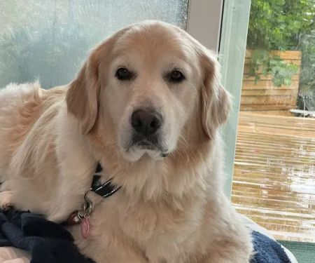 Healing Hands for Pets