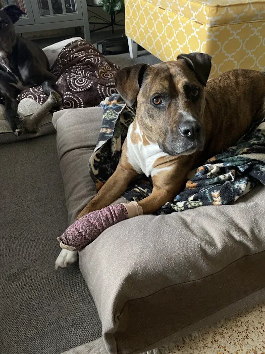 St. Petersburg Animal Hospital and Urgent Care Picture 3