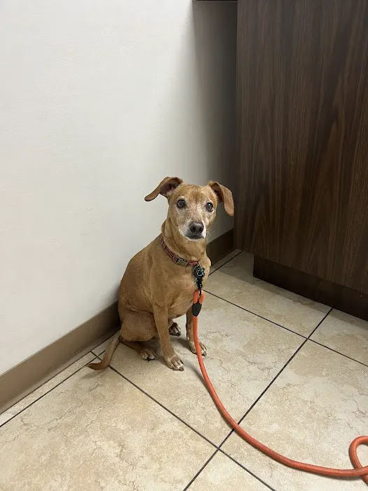 St. Petersburg Animal Hospital and Urgent Care Picture 8