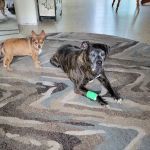 Live Oak Veterinary Hospital