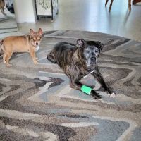 Live Oak Veterinary Hospital ico