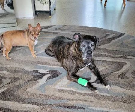 Live Oak Veterinary Hospital