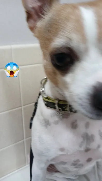 Live Oak Veterinary Hospital Picture 9