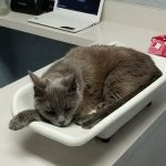 Cat Hospital On Park Street: Repeta Donna DVM