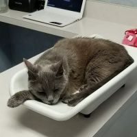 Cat Hospital On Park Street: Repeta Donna DVM ico