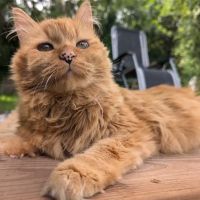 Cat Hospital On Park Street ico