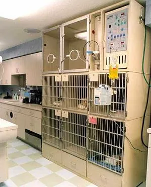 Cat Hospital On Park Street Picture 7