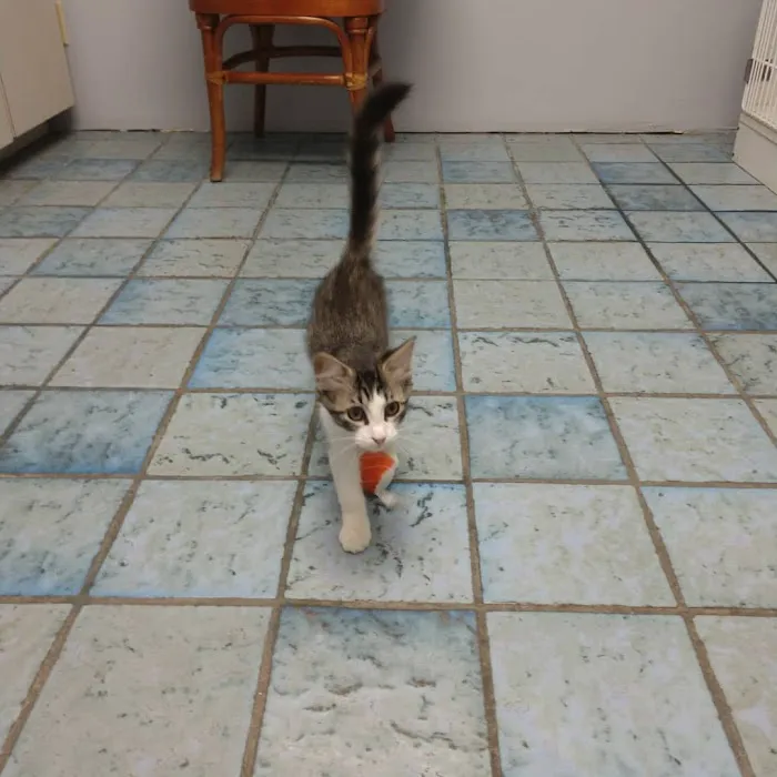 Cat Hospital On Park Street Picture 5
