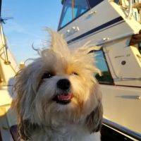 Pasadena Veterinary Hospital & Laser Center ico