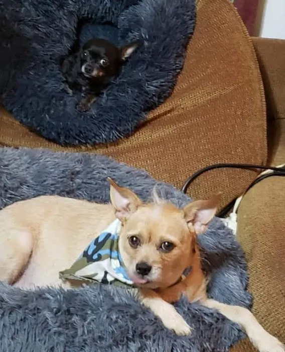 Pasadena Veterinary Hospital & Laser Center Picture 4