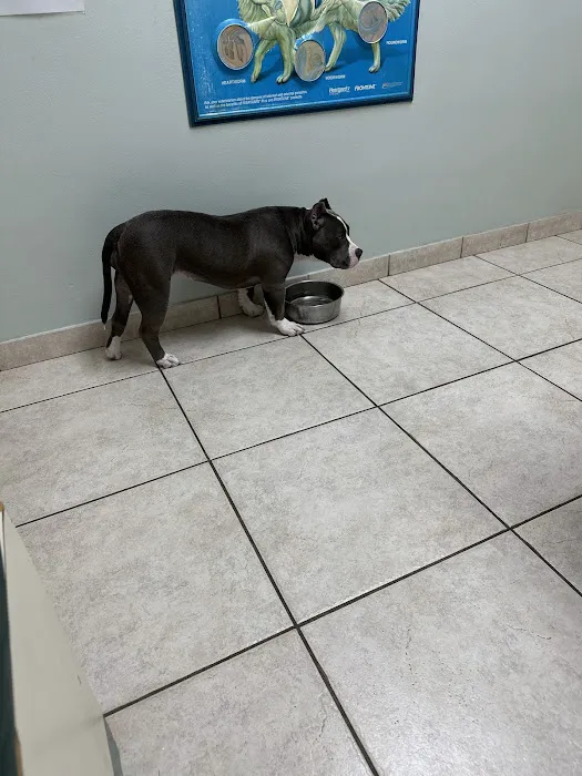Pasadena Veterinary Hospital & Laser Center Picture 5