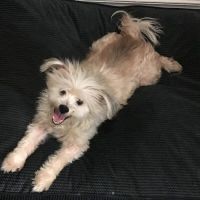 Animal Medical Hospital ico