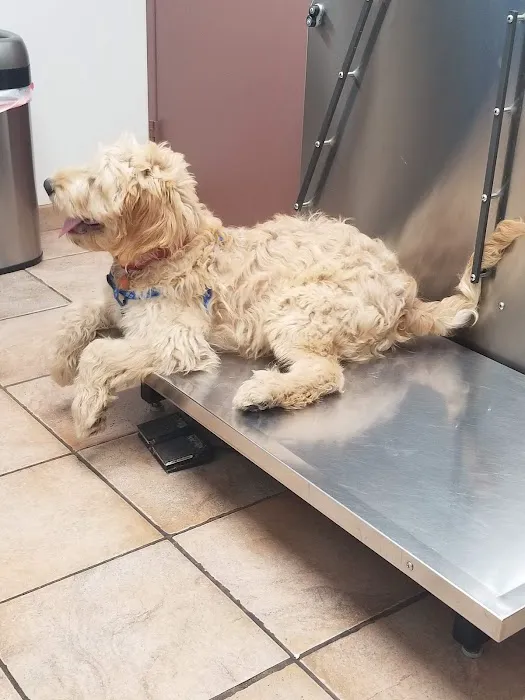 Animal Medical Hospital Picture 10