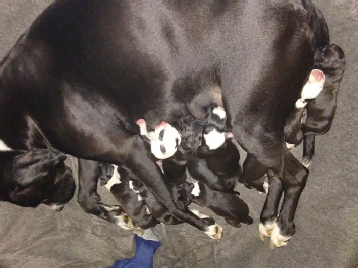 Animal Medical Hospital: Clark Gary R DVM Picture 4