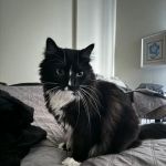 Baycrest Veterinary Hospital