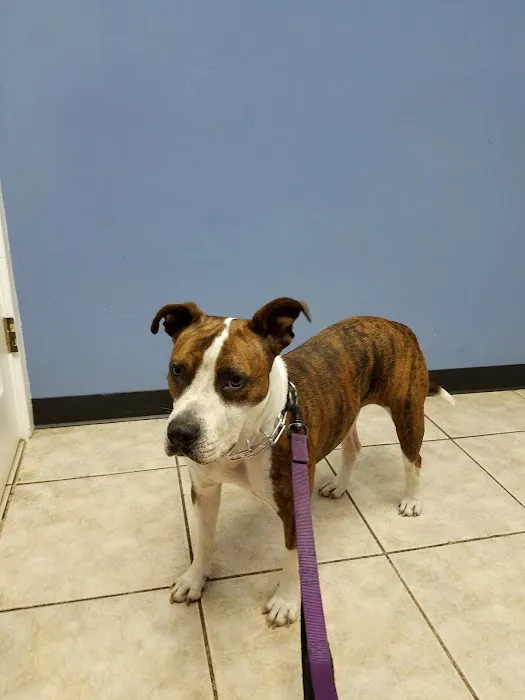 Baycrest Veterinary Hospital Picture 8