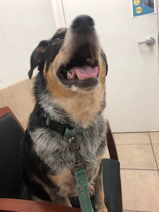 4th Street Pet Hospital Picture 2