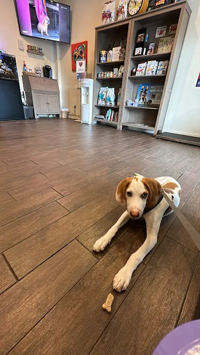 4th Street Pet Hospital Picture 3